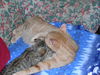Filename=DSCN2165.JPG
Filesize=513KB
Dimensions=2048x1536
Date added=Jul 16, 2008 DSCN2165.JPG